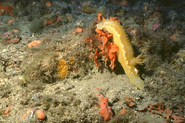 24 Hypselodoris Webbi.jpg